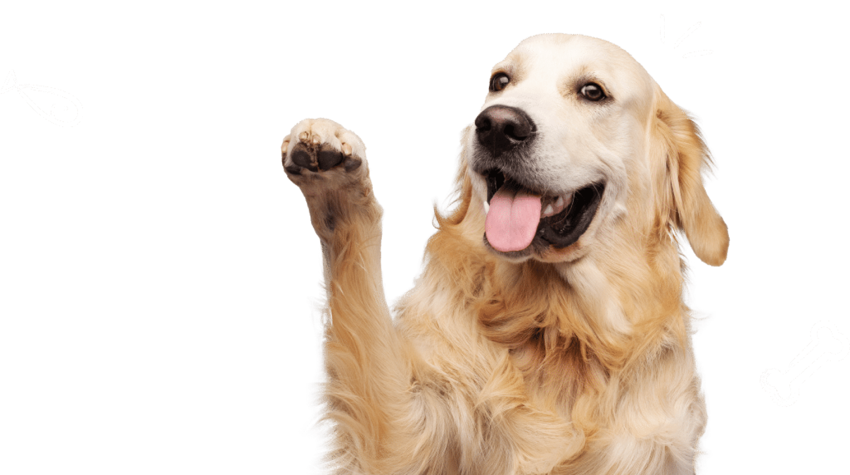 狗狗