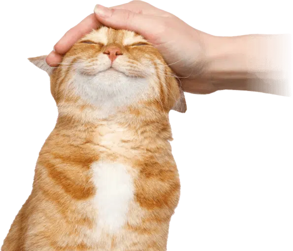 毛孩家庭醫生
