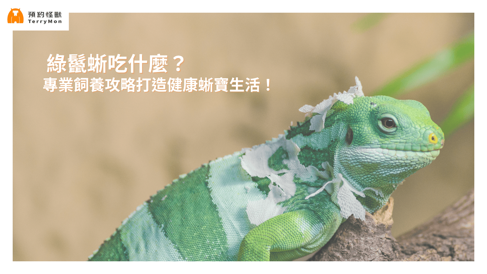 綠鬣蜥吃什麼？專業飼養攻略打造健康蜥寶生活！
