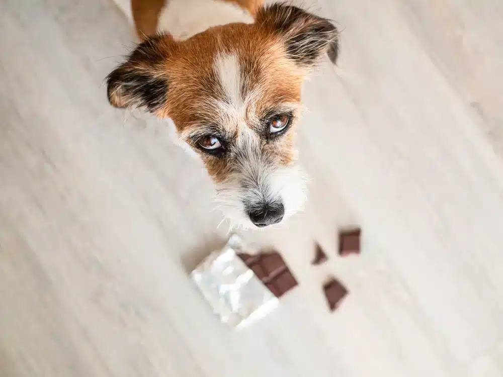 狗狗吃什麼會中毒呢？毛爸媽要小心避開的10樣食物！