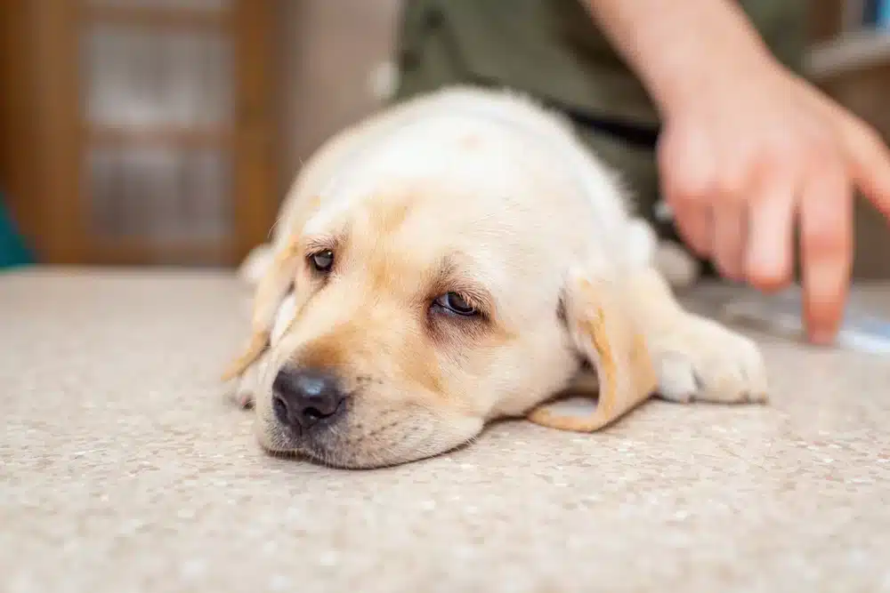 犬小病毒是什麼？疫苗有多重要？預防及治療方法一篇讀懂！
