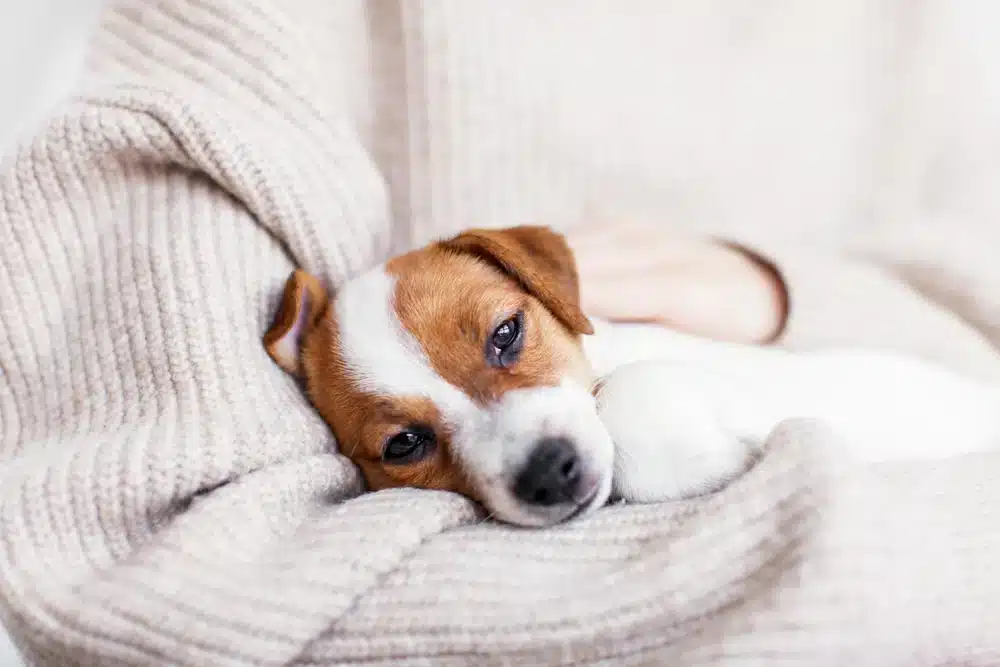 犬瘟熱勿輕忽！想預防犬瘟熱的發生，掌握3大症狀及傳染途徑為首要
