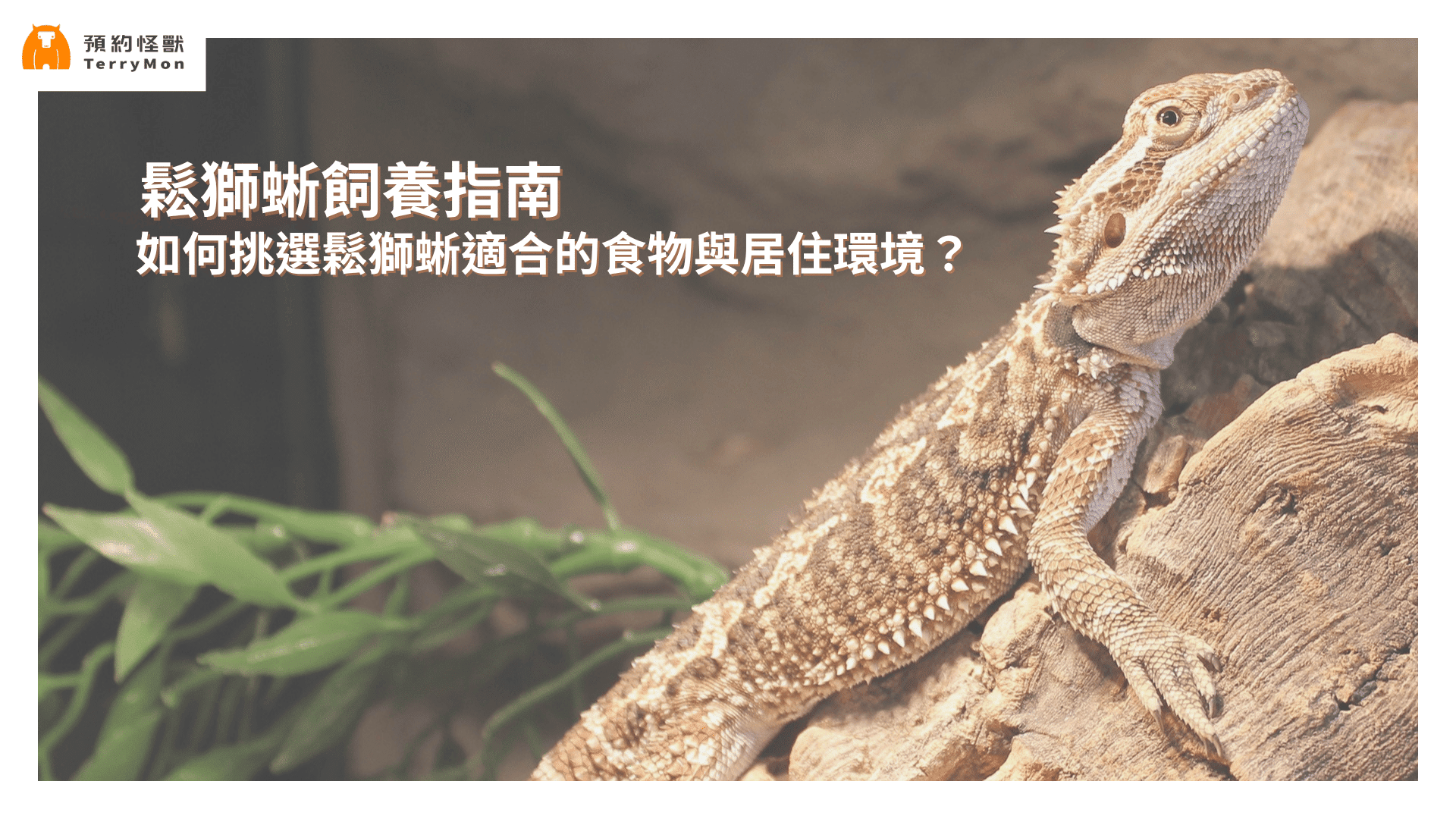 鬆獅蜥飼養指南：如何挑選鬆獅蜥適合的食物與居住環境？