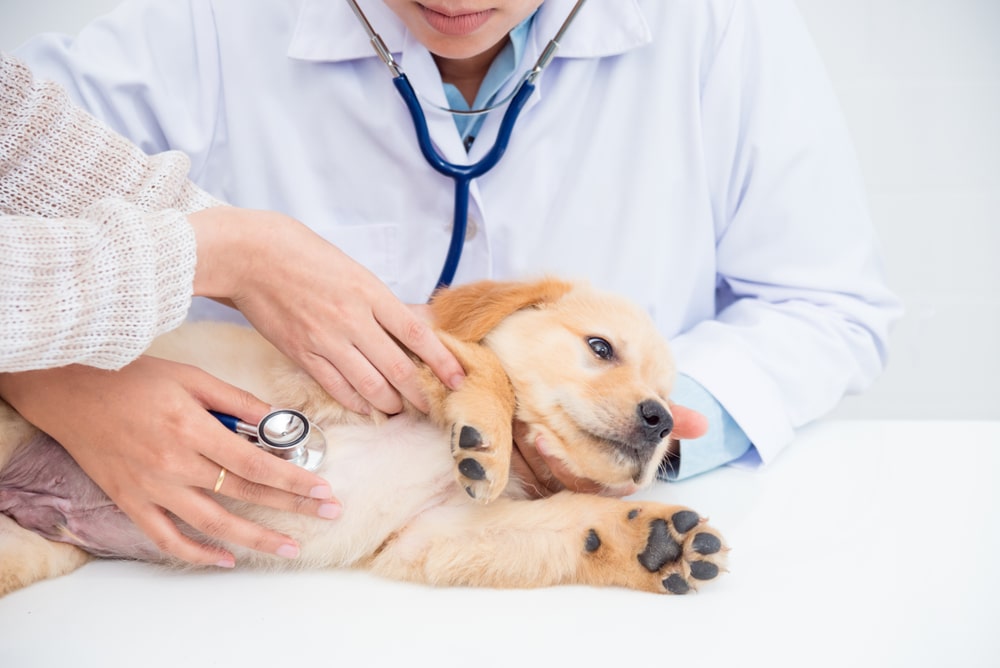 家有幼犬要小心！寄生狗狗腸胃的壞份子，認識犬鉤蟲感染與治療方式