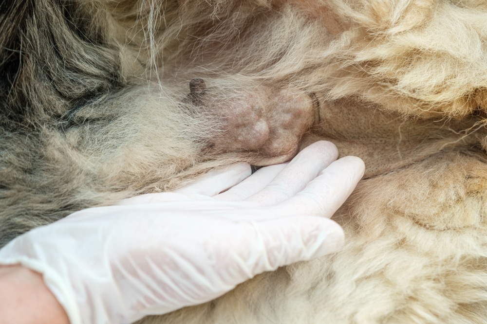 狗狗乳腺瘤會消嗎？5分鐘帶你了解狗狗乳腺瘤成因、症狀、治療方式