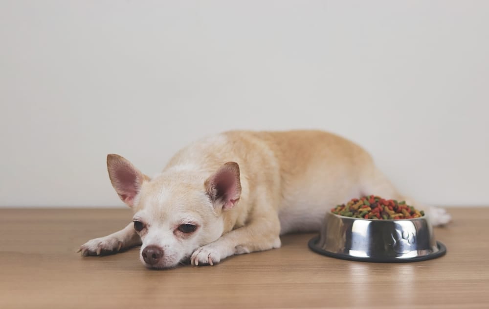 狗狗沒有食慾怎麼辦？狗狗不吃飯7大原因與改善方式總整理