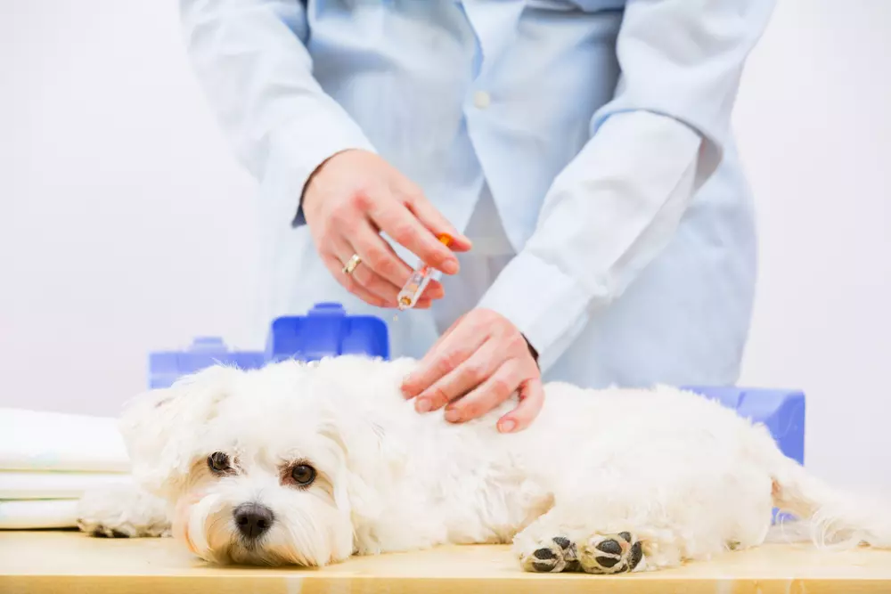 幼犬疫苗懶人包｜狗狗為何要打疫苗？常見的狗疫苗可分成哪幾種？