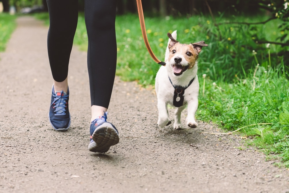 焦蟲預防這樣做！一篇快速了解犬焦蟲症狀、治療與預防方式