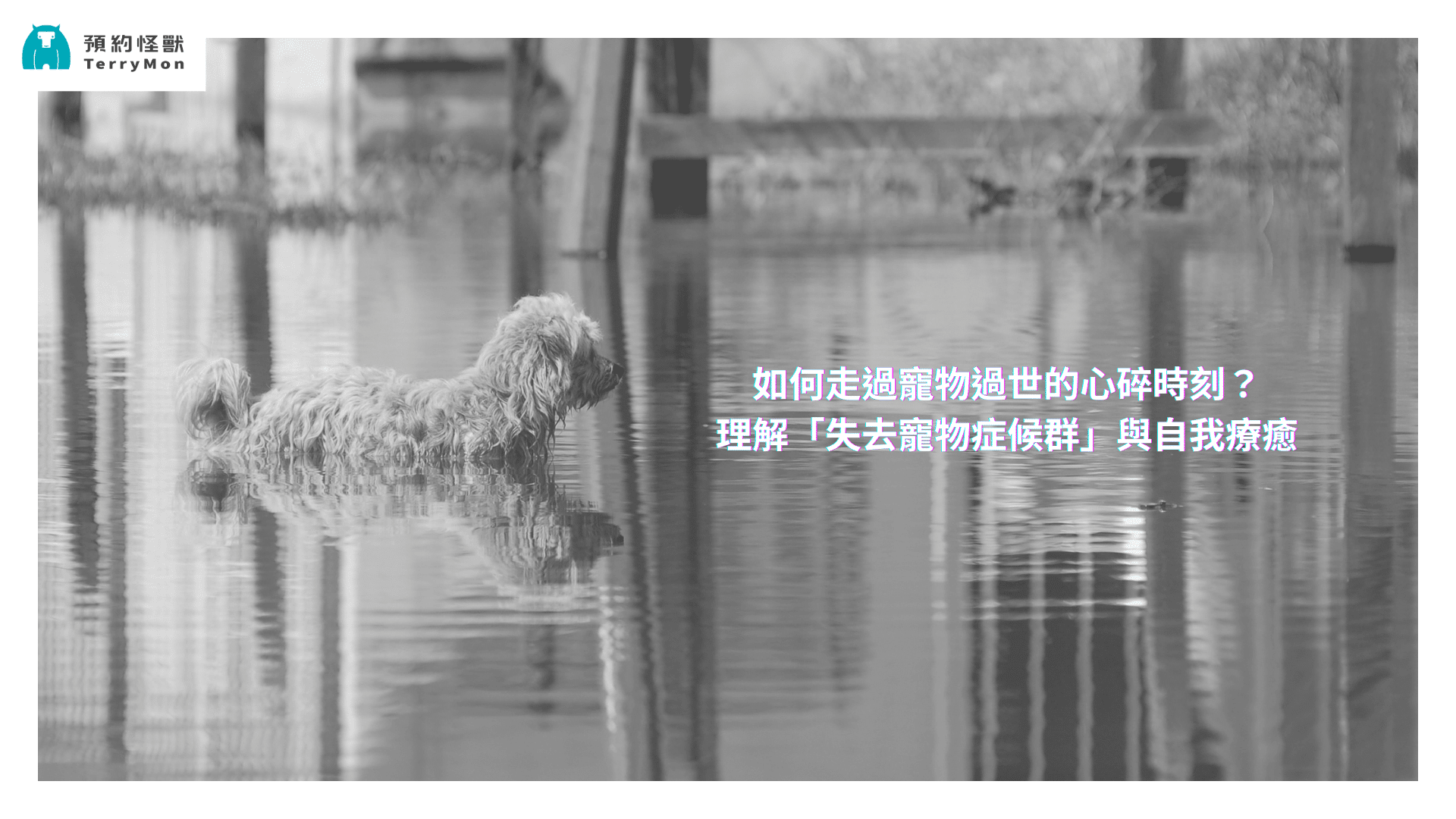 如何走過寵物過世的心碎時刻？理解「失去寵物症候群」與自我療癒的方法
