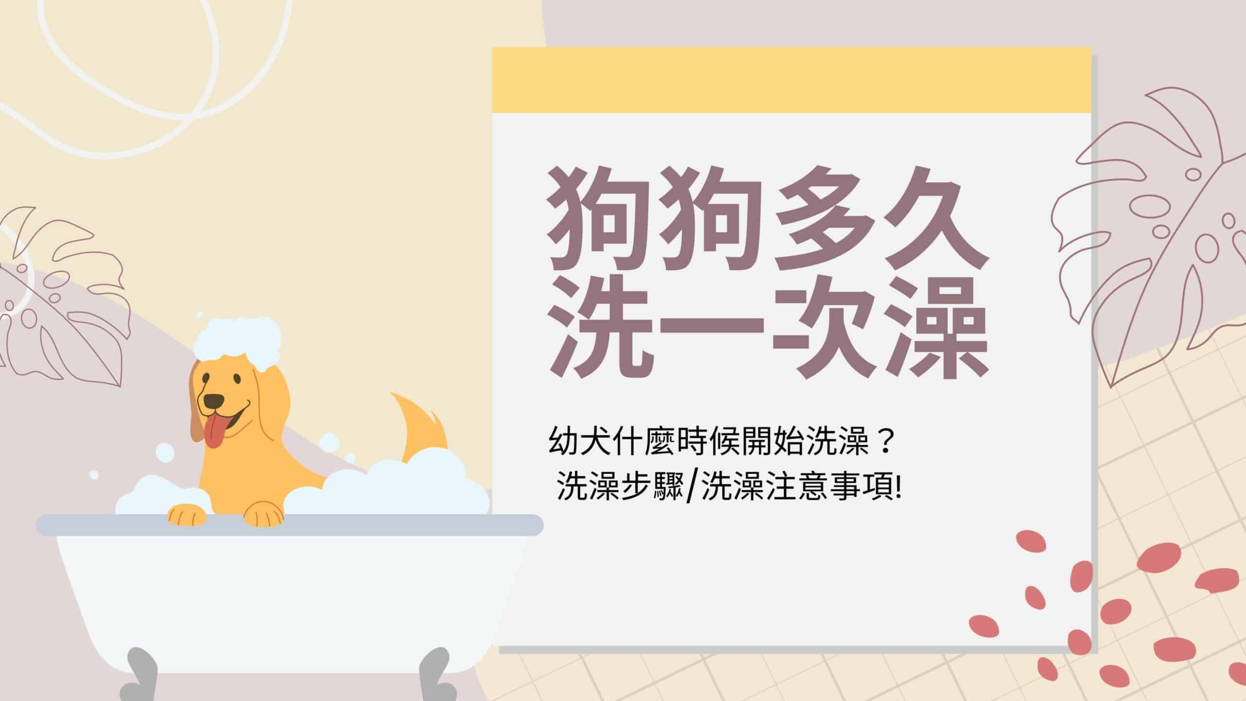 狗狗多久洗一次澡？洗澡頻率、水溫、步驟，學會就能自己幫狗狗美容啦！