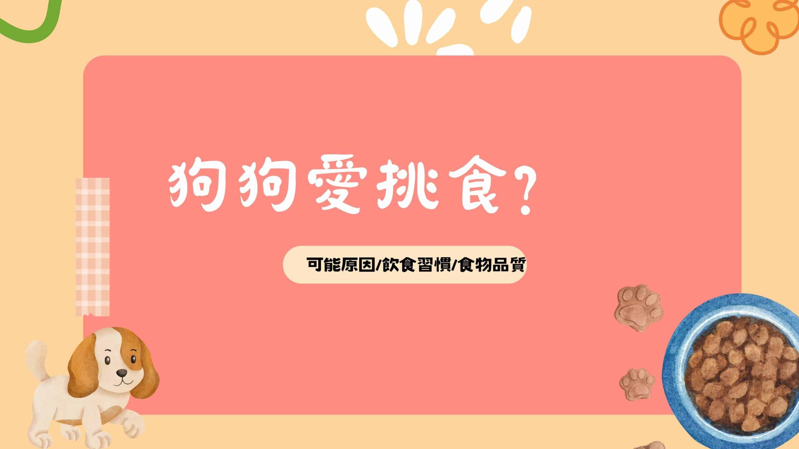 寵物日常｜小狗挑食篇