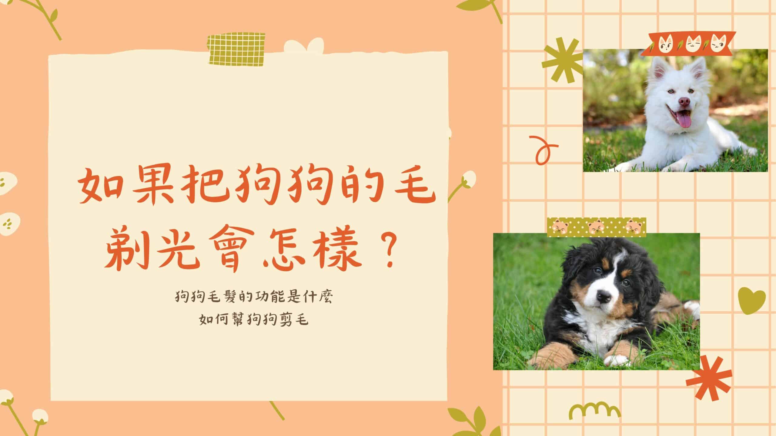 夏天好熱幫狗狗剃光卻是傷害？狗狗剪毛大哉問