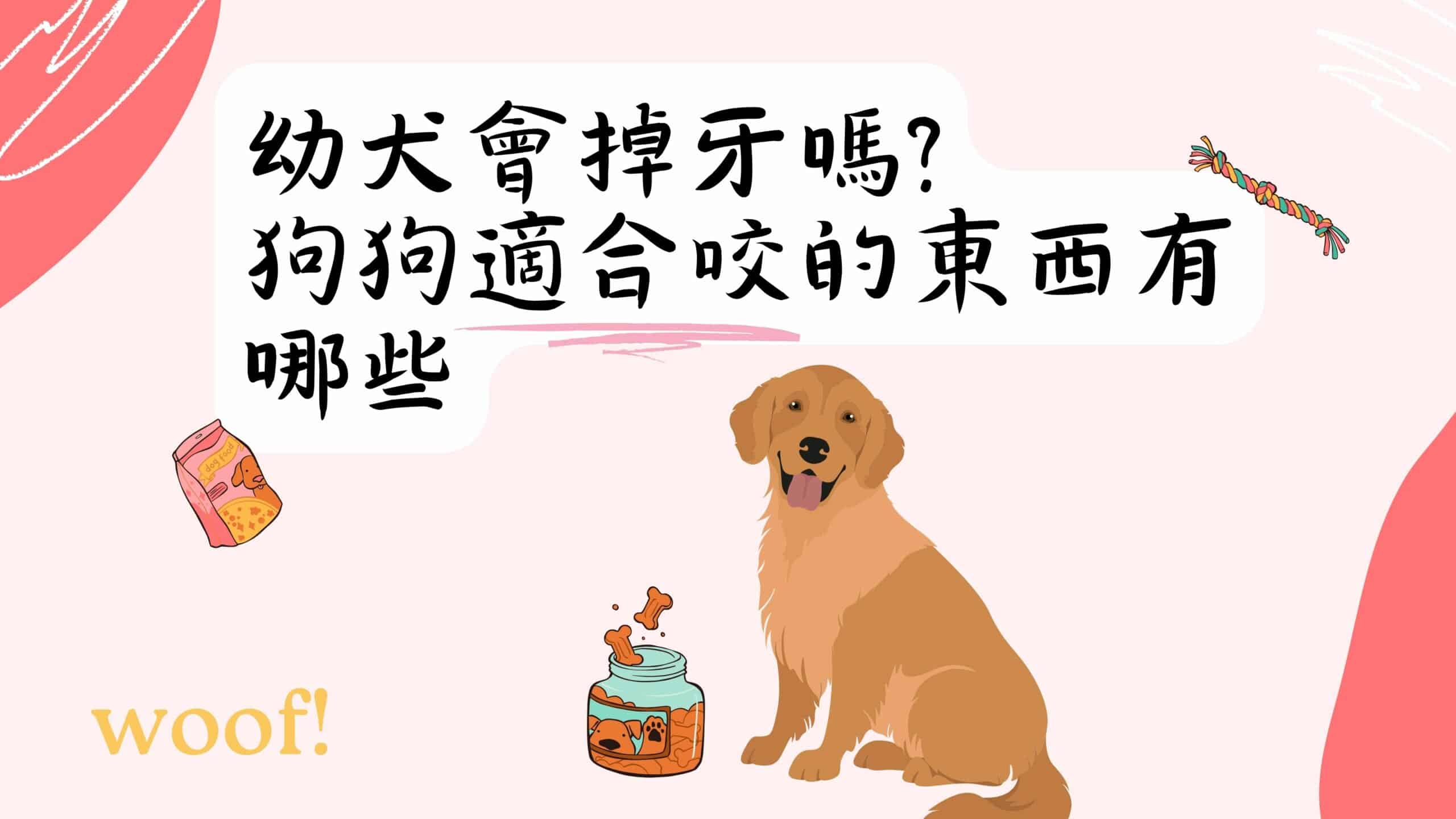 狗狗換牙時期如何照顧？了解幼犬換牙期的照顧撇步