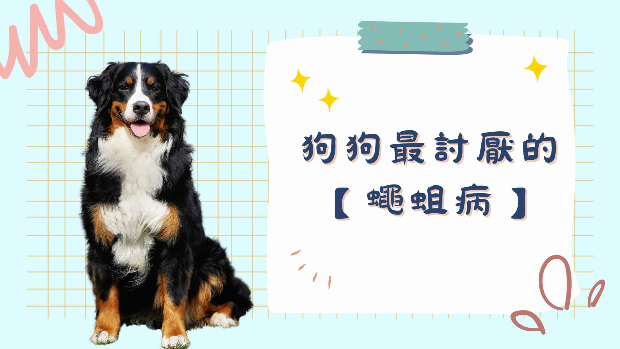 流浪狗狗的致命疾病：蠅蛆病 有辦法治療嗎？