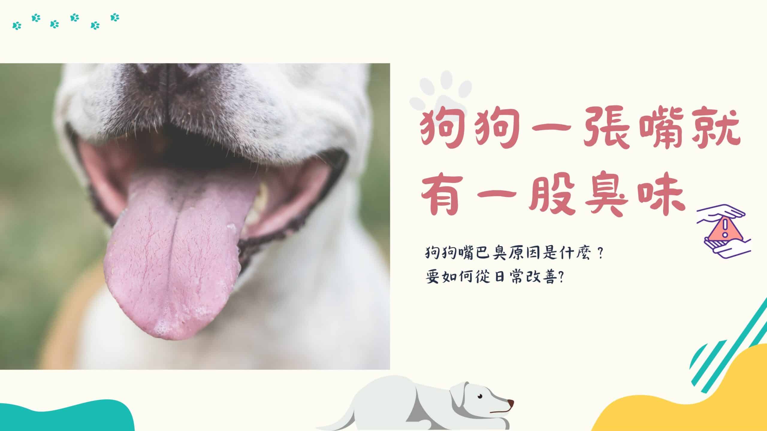 狗狗的嘴巴好臭！如何消除狗口臭？4大方法學起來