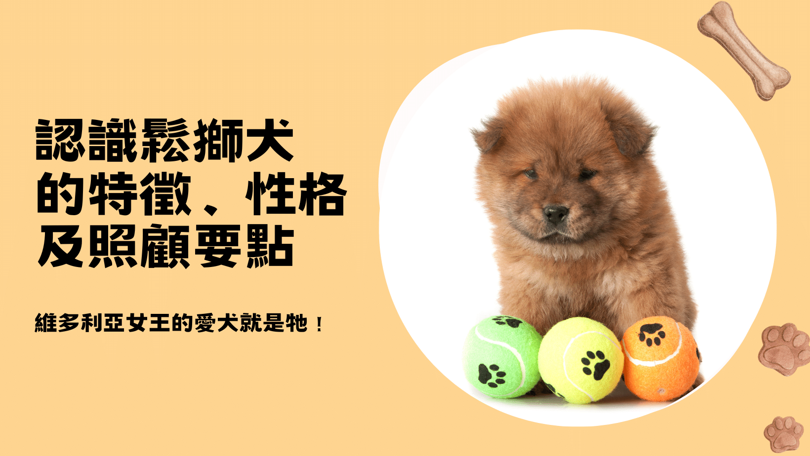 認識鬆獅犬的特徵、性格及照顧要點！維多利亞女王的愛犬就是牠！
