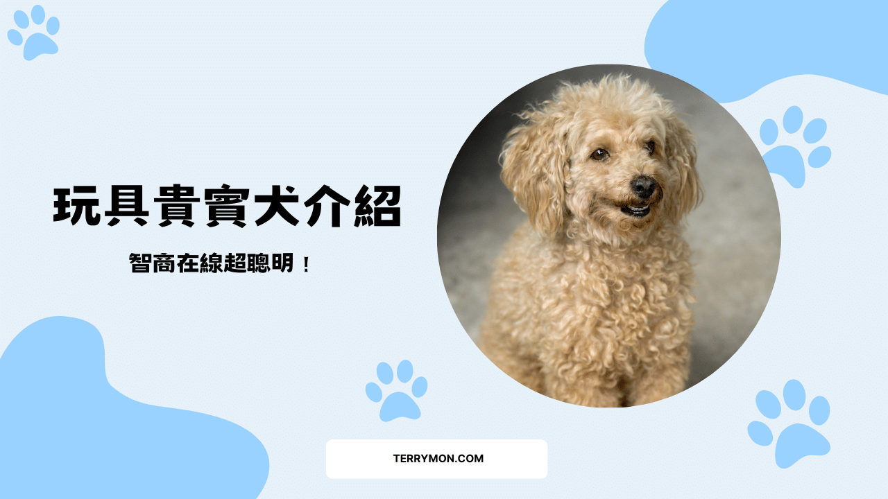 智商在線超聰明！玩具貴賓犬介紹