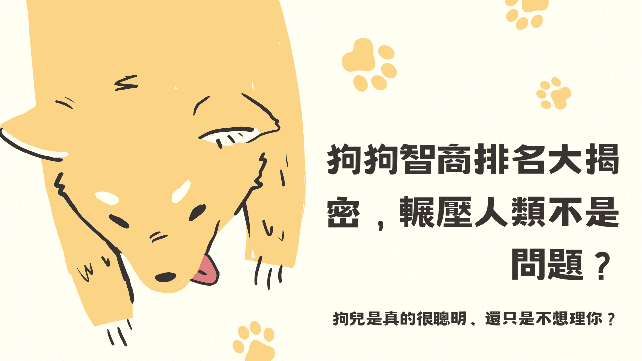 你家狗狗真的笨嗎？破解狗狗智商迷思，原來聰明的狗不是比較乖