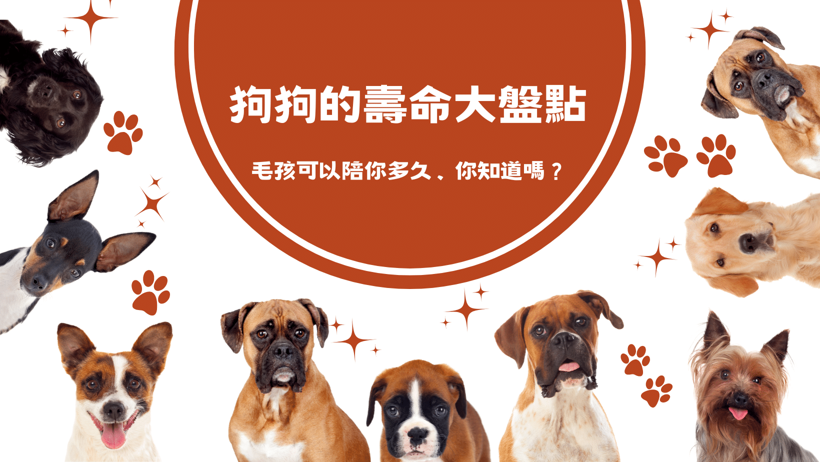 你的毛孩能陪你多久？狗狗壽命大揭秘，讓你了解如何延長牠們的陪伴！