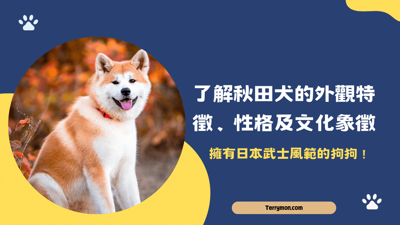擁有日本武士風範的狗狗！了解秋田犬的外觀特徵、性格及文化象徵
