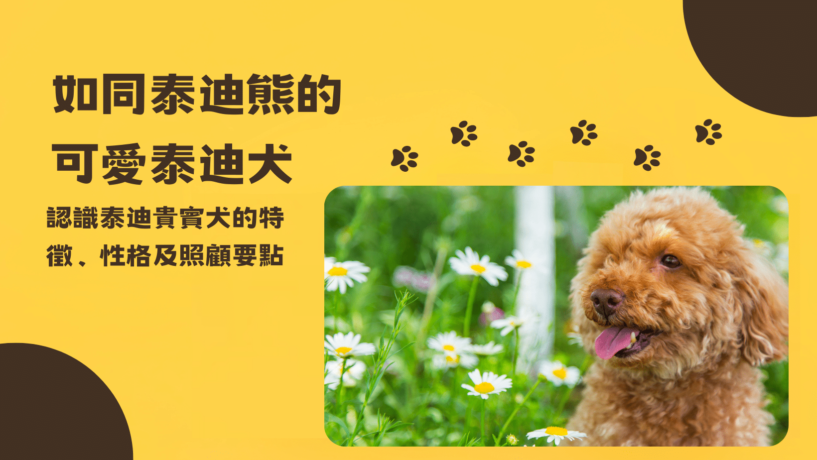 如同泰迪熊的可愛泰迪犬！認識泰迪貴賓犬的特徵、性格及照顧要點