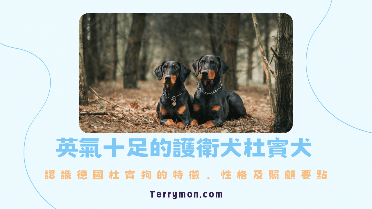 英氣十足的護衛犬杜賓犬！認識德國杜賓狗的特徵、性格及照顧要點
