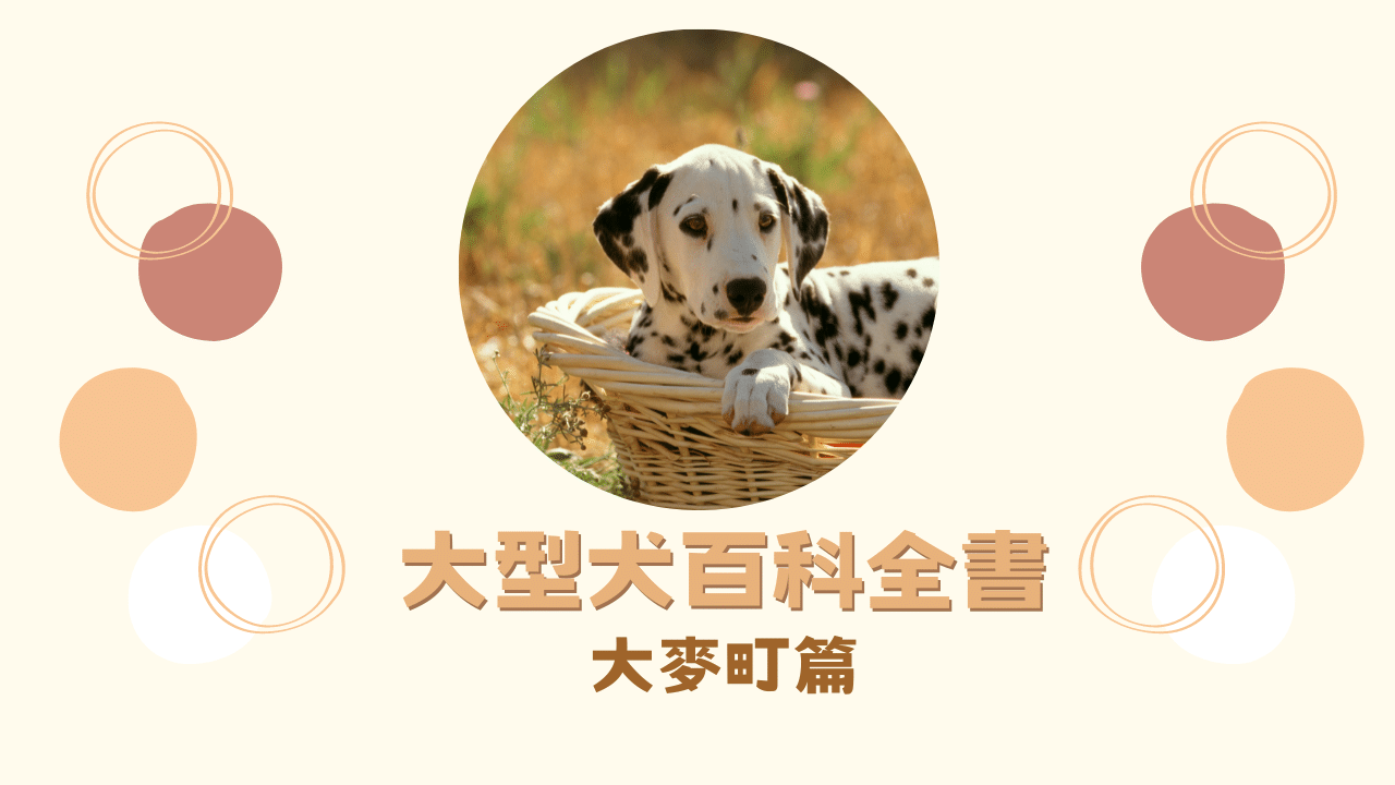 大型犬百科全書｜大麥町篇