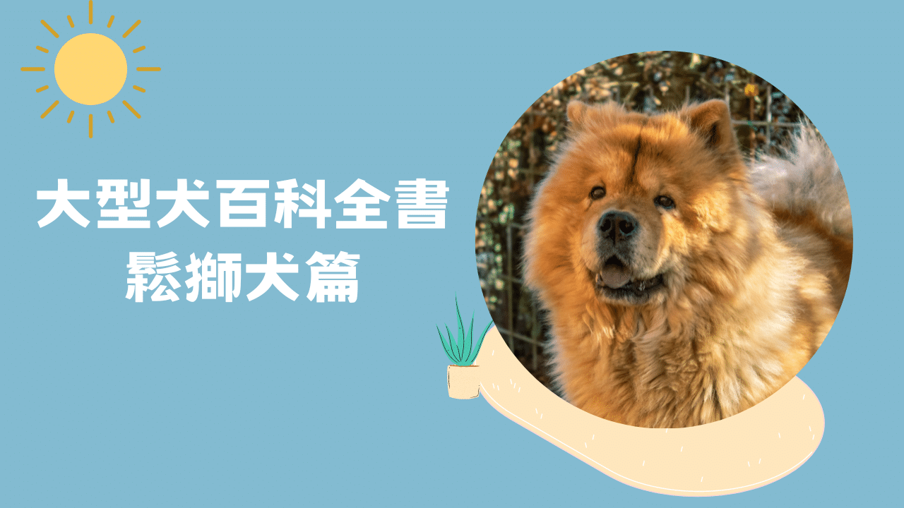 大型犬百科全書｜鬆獅犬篇