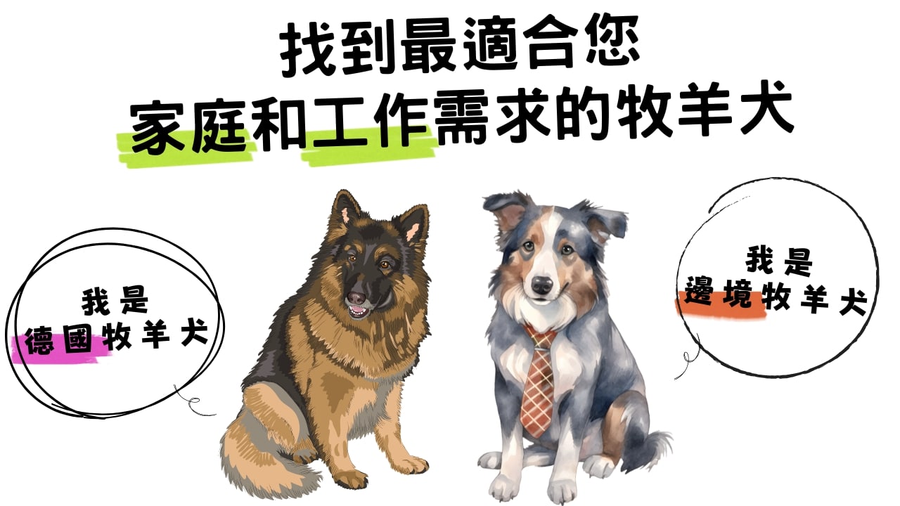 探索牧羊犬的工作天賦：找到最適合您家庭和工作需求的牧羊犬