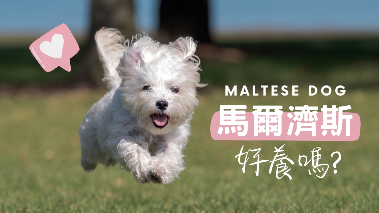 純白小天使瑪爾濟斯：飼養優缺點與個性解析指南
