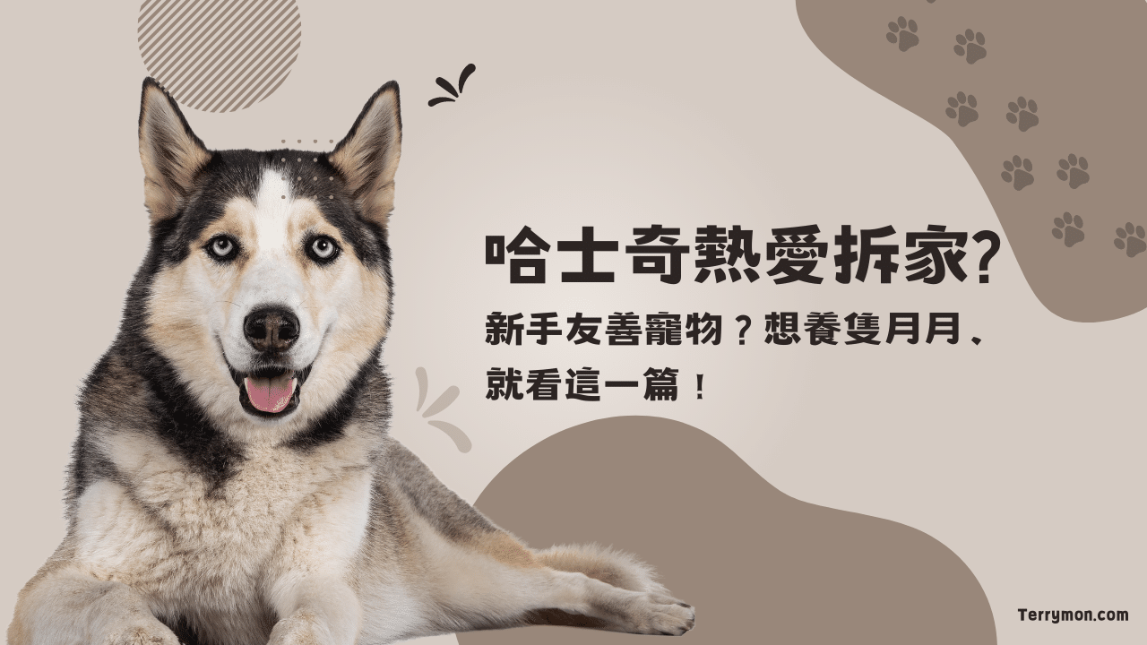 哈士奇懶人包：外貌特徵、體型、個性全解析