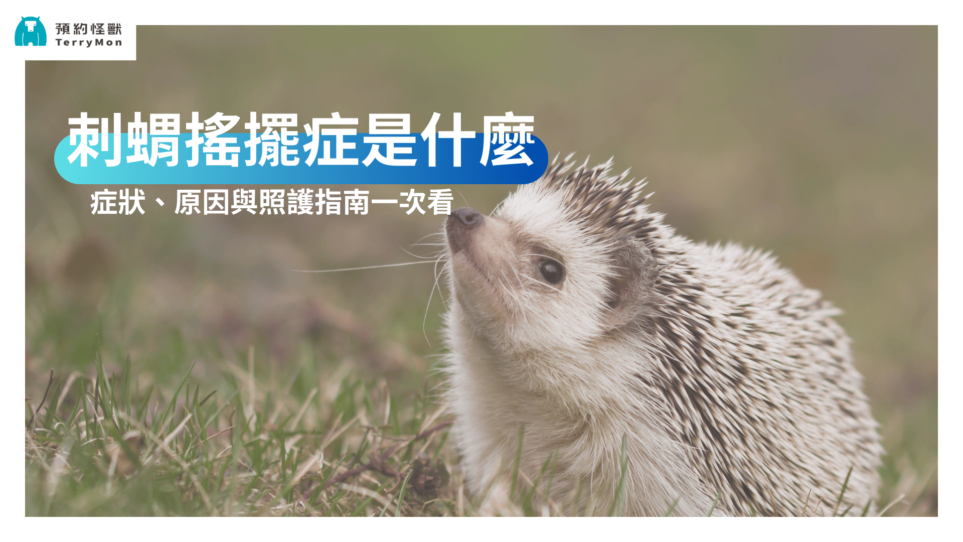 刺蝟搖擺症是什麼？症狀、原因與照護指南一次看！