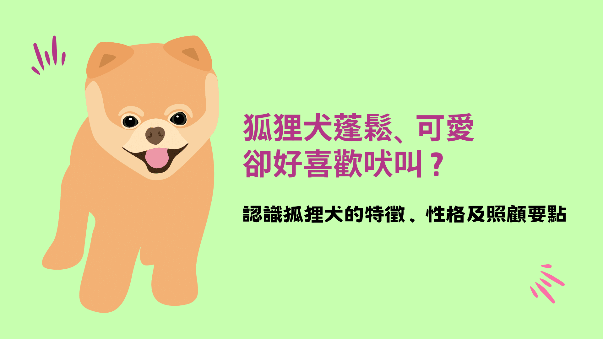 認識狐狸犬的特徵、性格及照顧要點！狐狸犬可愛但喜歡吠叫？