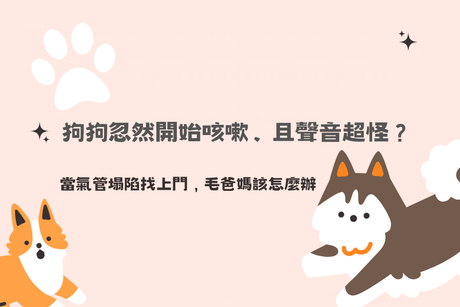黃金獵犬萌點大盤點！全世界都愛養的金毛狗狗！