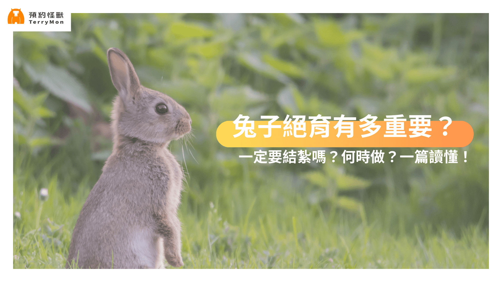 【兔子結紮】兔子一定要結紮嗎？何時做？一篇讀懂！