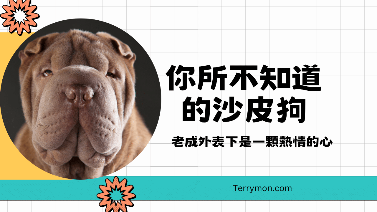 老成外表下是一顆熱情的心 – 你所不知道的沙皮狗
