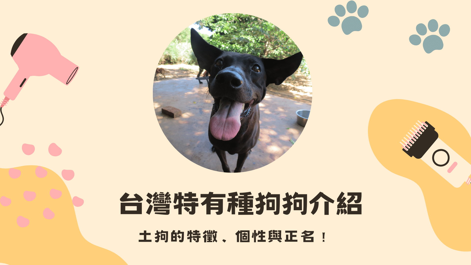 台灣特有種狗狗介紹 – 土狗的特徵、個性與正名！
