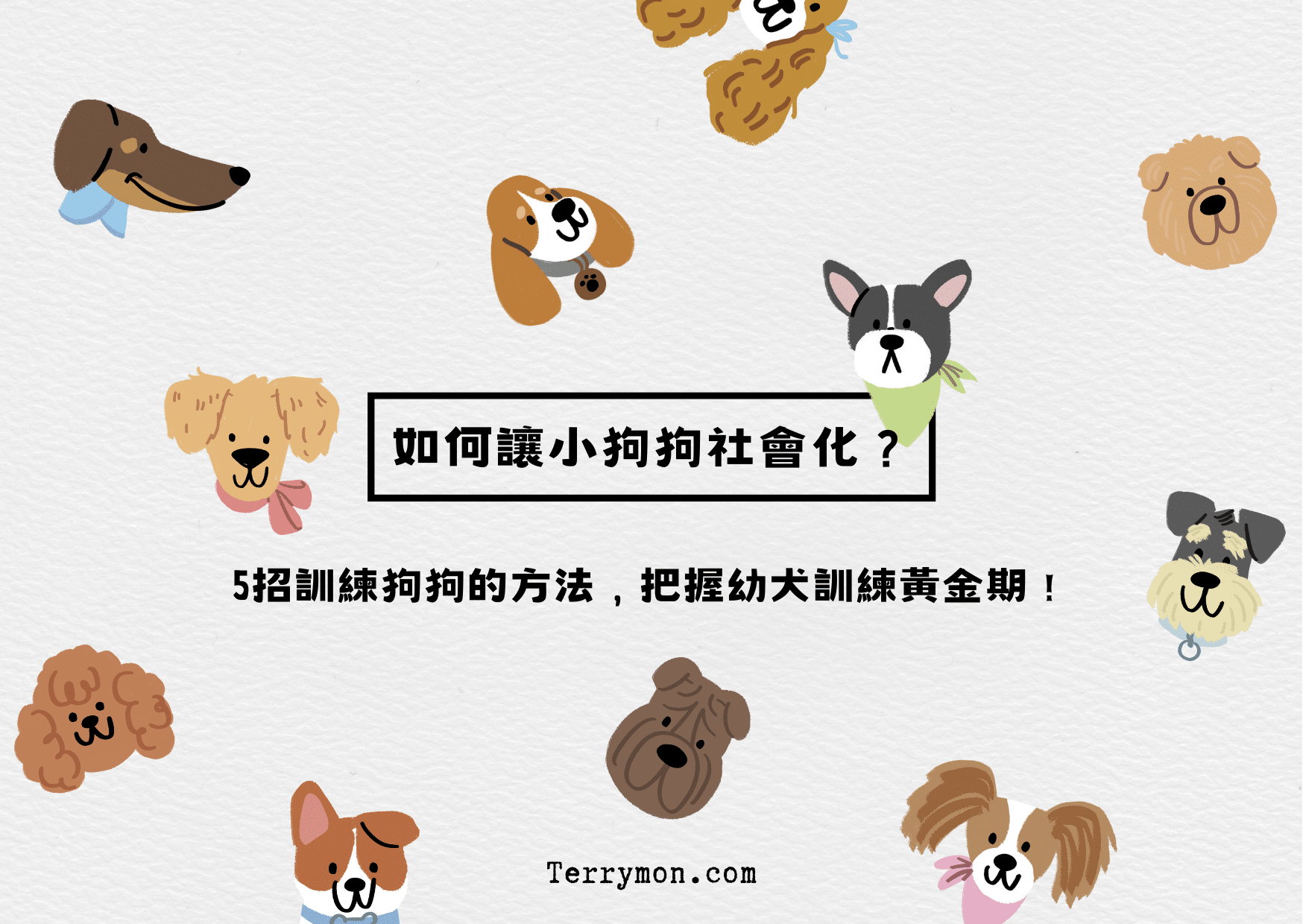 如何讓小狗狗社會化？5招訓練狗狗的方法，把握幼犬訓練黃金期！