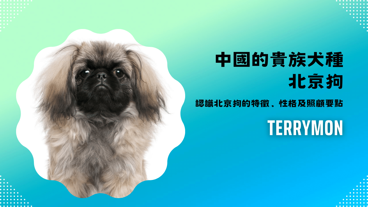 中國的貴族犬種北京狗！認識北京狗的特徵、性格及照顧要點