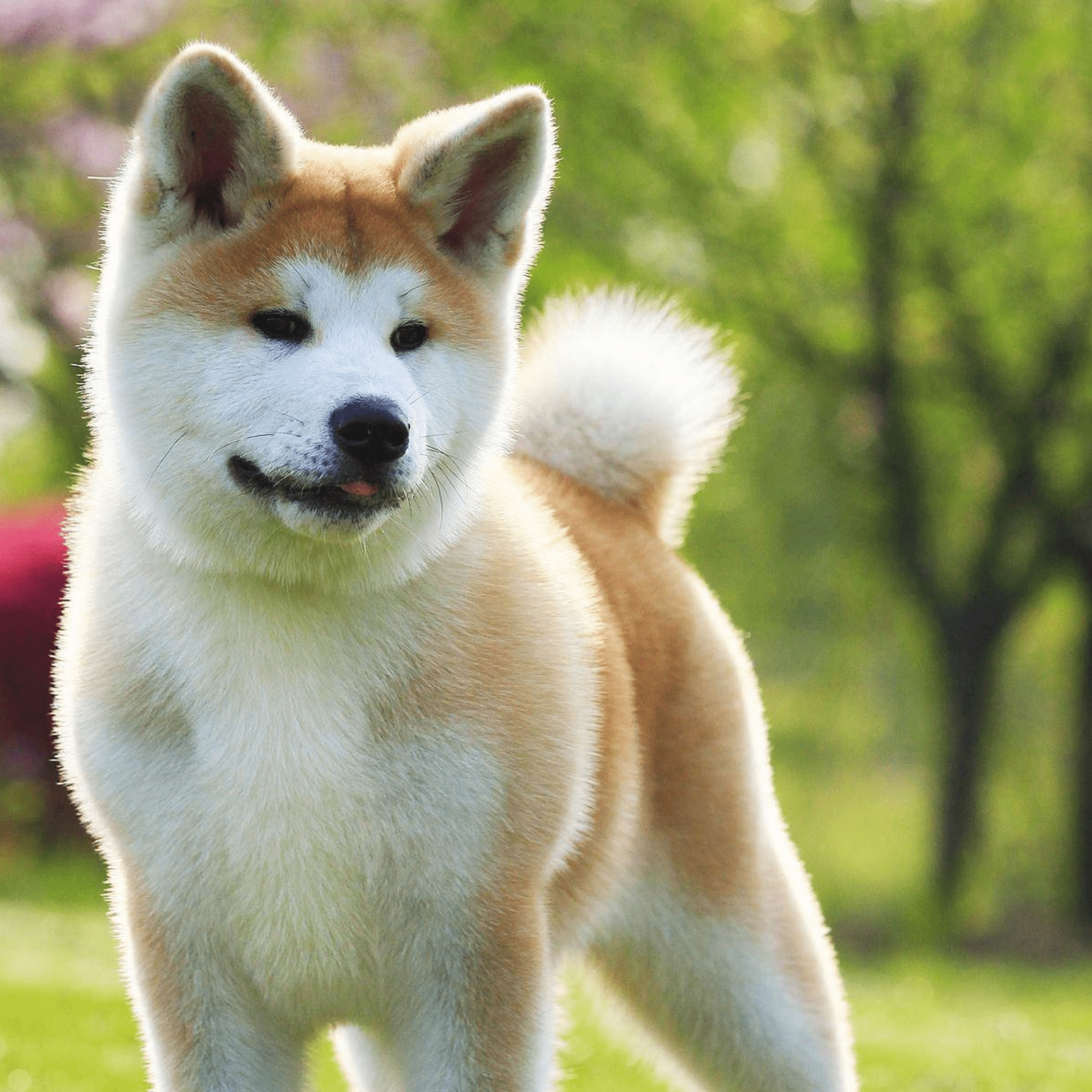 秋田犬 Akita Inu
