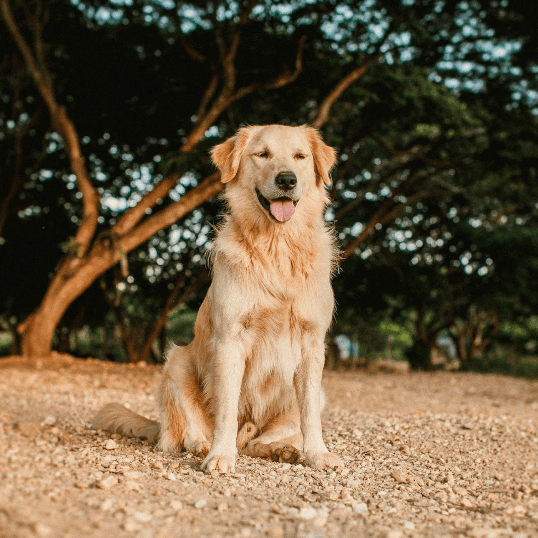 黃金獵犬 Golden Retriever