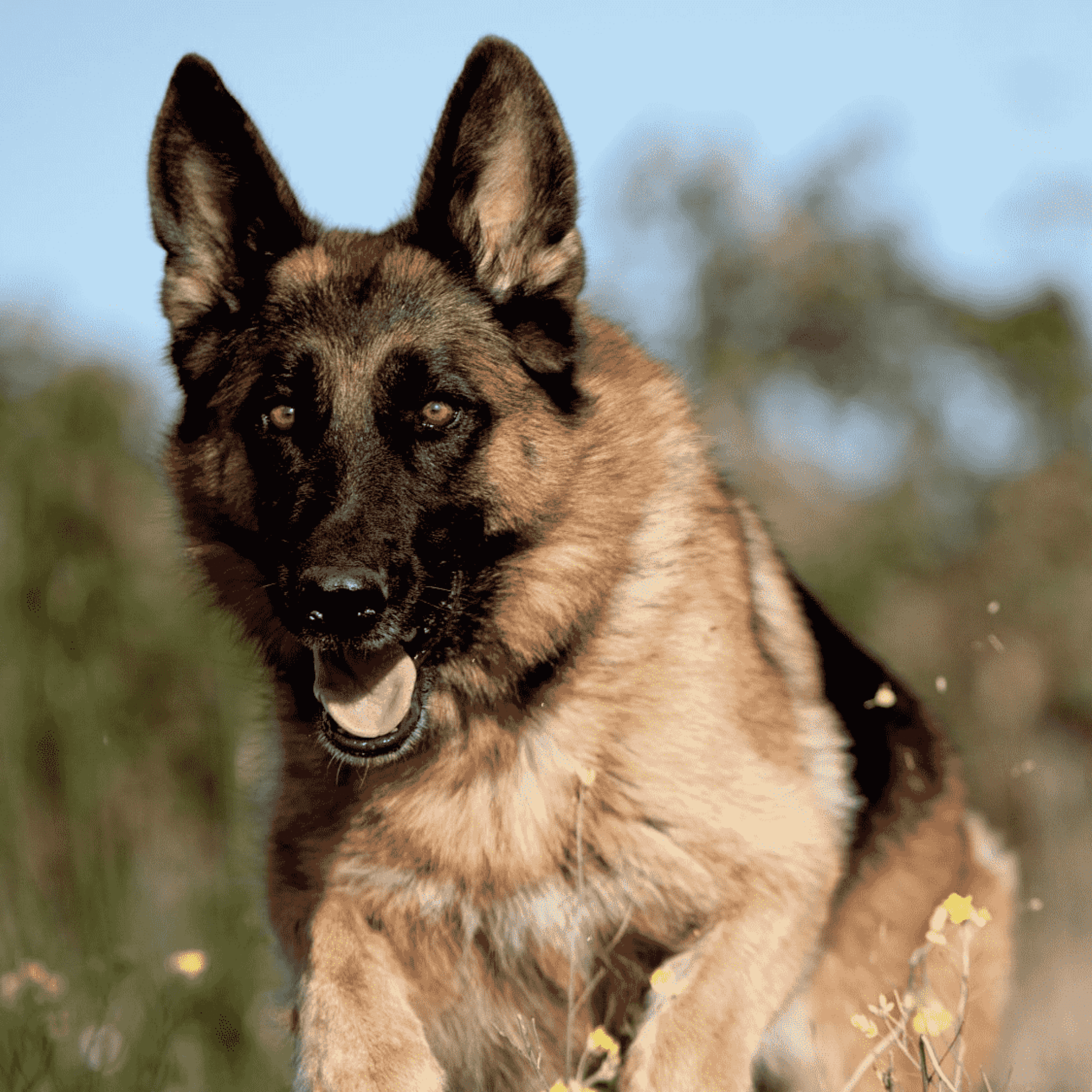德國牧羊犬 German Shepherd