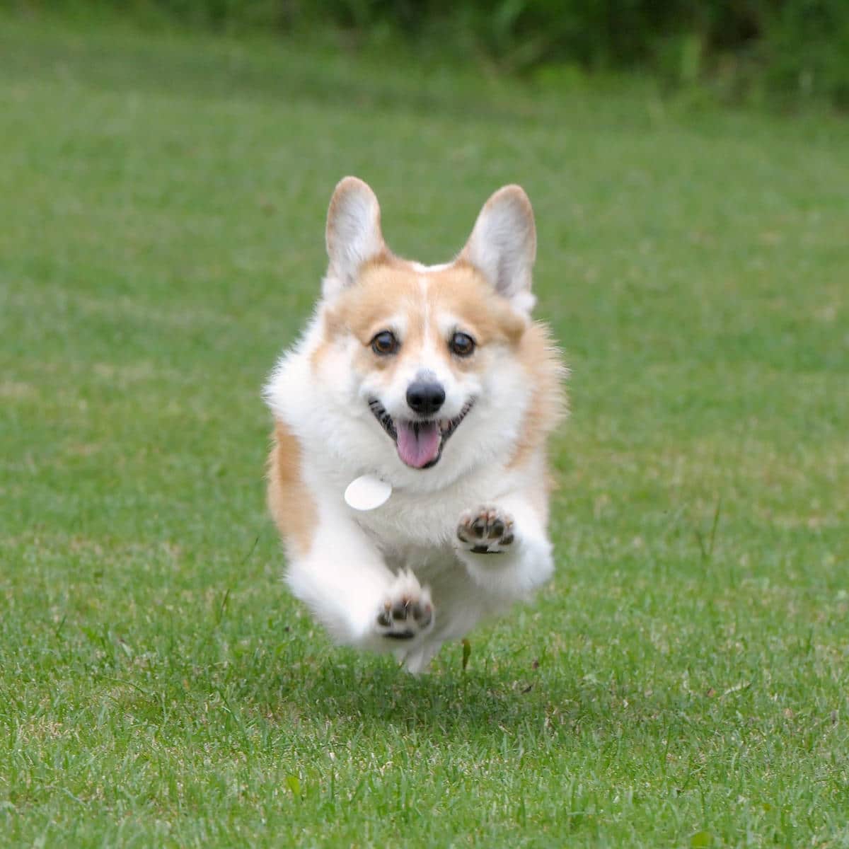 聰明短腿萌犬！威爾斯柯基犬的個性、身形與適養重點