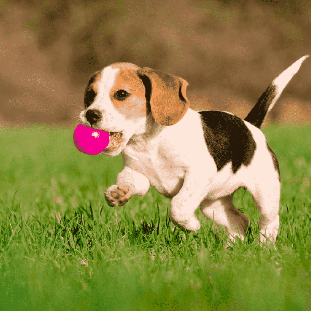 小獵犬 Beagle