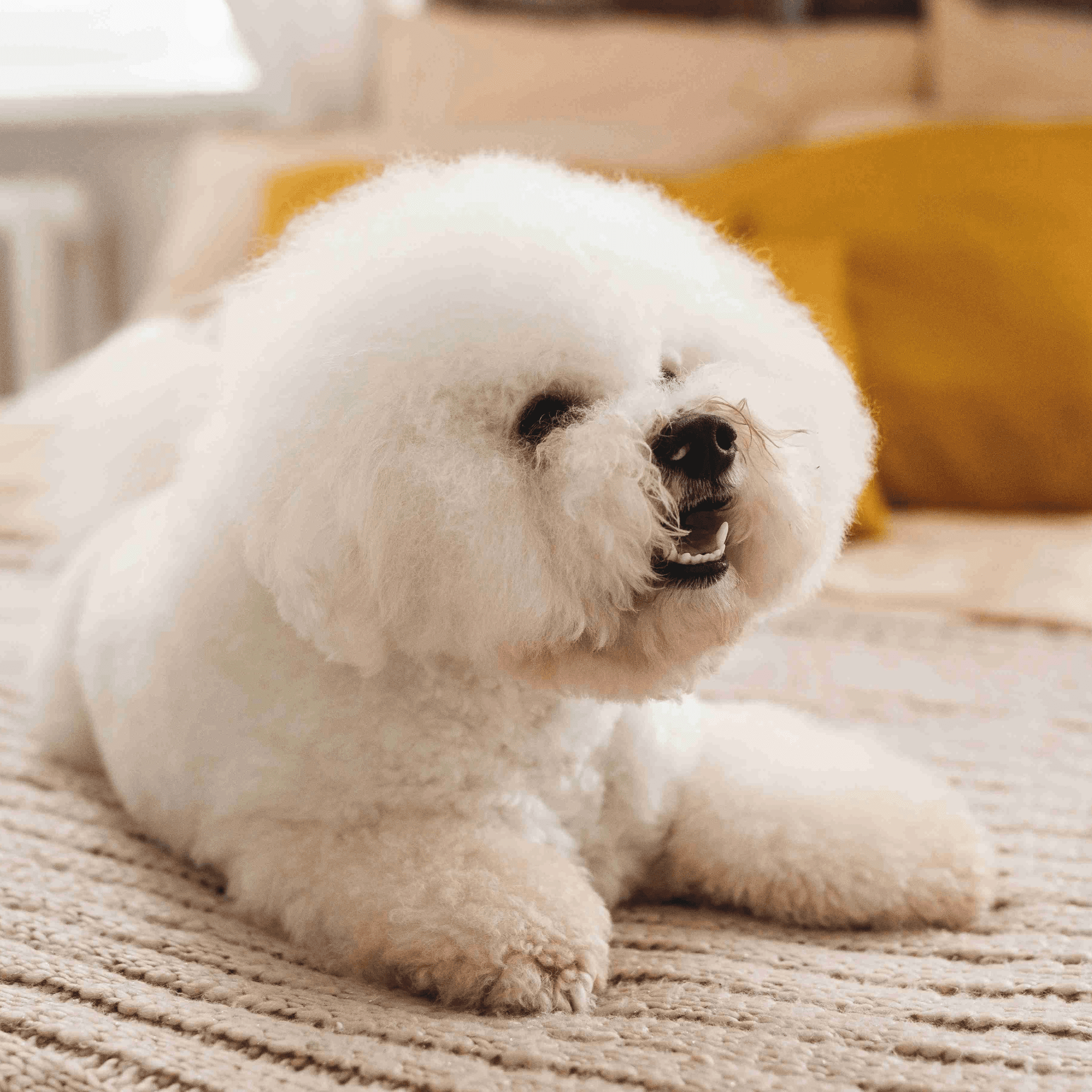 比熊犬 Bichon Frise