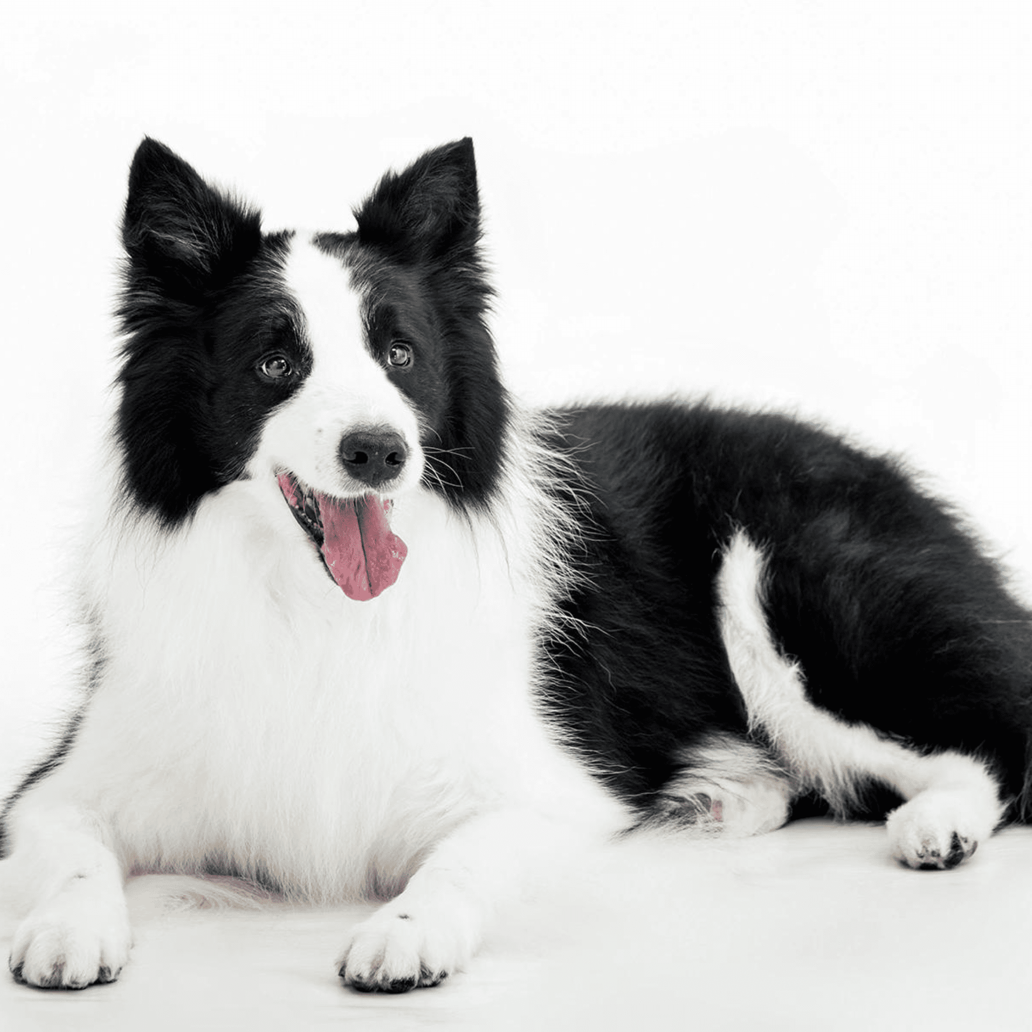 邊境牧羊犬 Border Collie