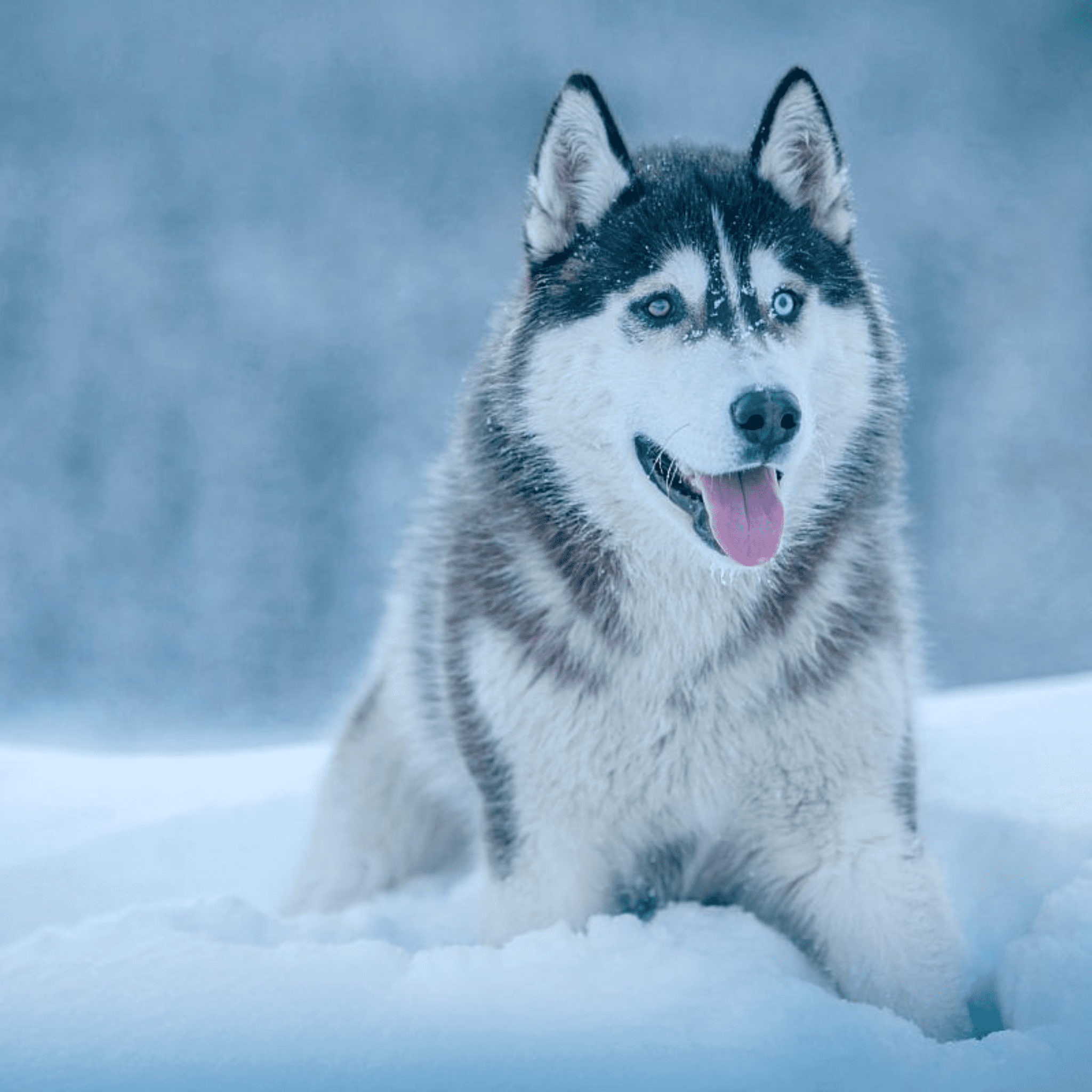 哈士奇 Siberian Husky