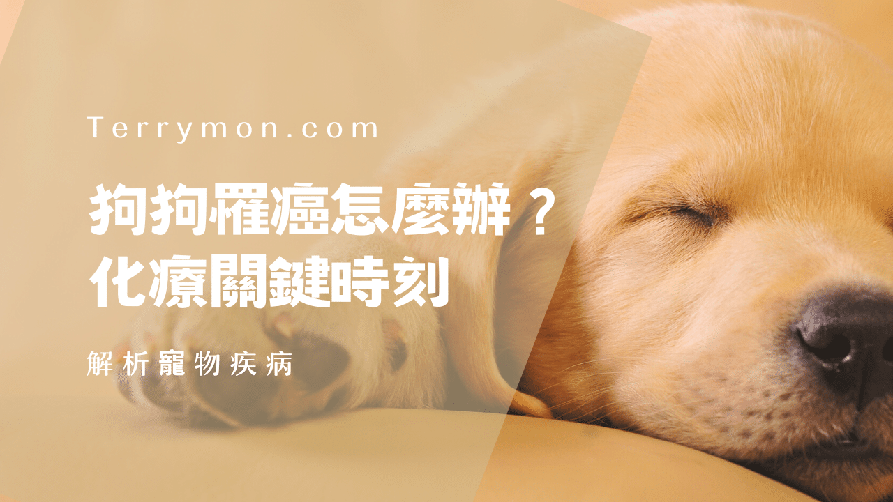 解析寵物疾病｜狗狗罹癌怎麼辦？化療關鍵時刻