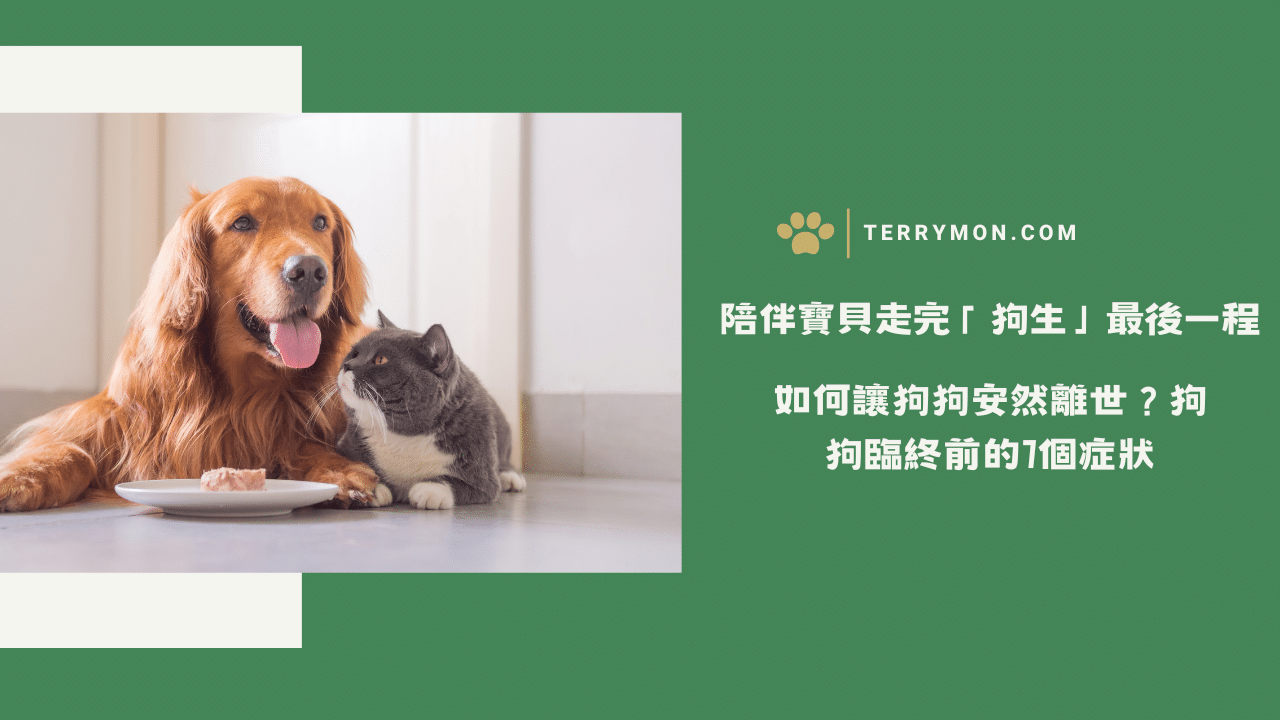 陪伴汪星人走完「狗生」最後一程！如何讓狗狗安然離世？狗狗臨終前的9個症狀