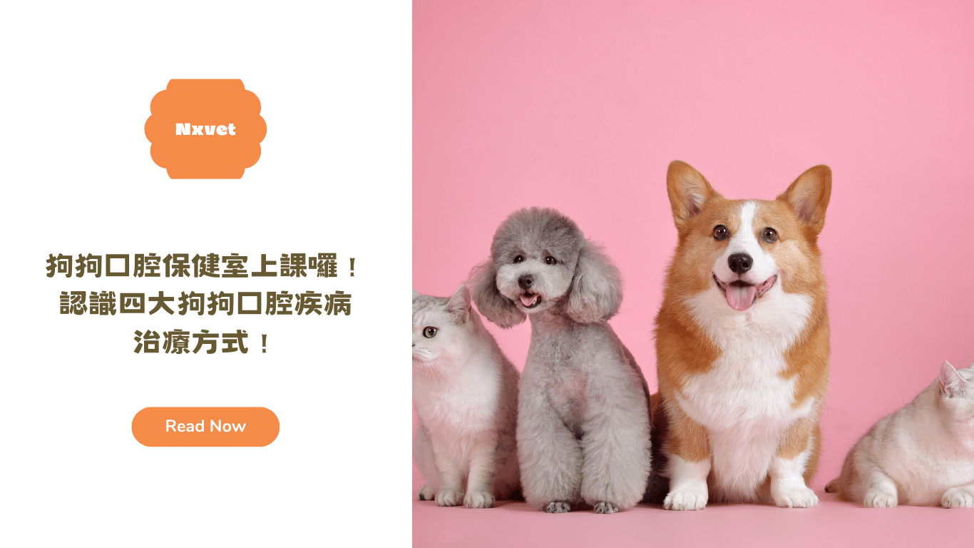 狗狗口腔保健室 – 認識4大狗狗口腔疾病、治療方式！